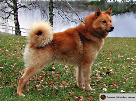 HUND2.jpg